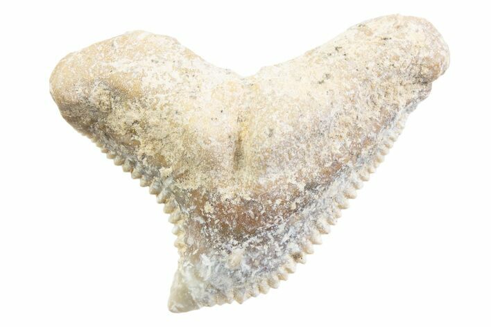 Tiger Shark (Galeocerdo Eaglesomi) Tooth - Dakhla, Morocco #371984
